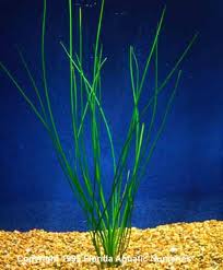 Isoetes lacustris).jpg
