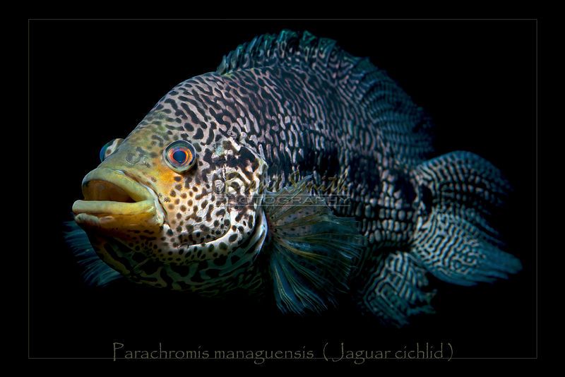 Jaguar%20cichlid_xlarge.jpg