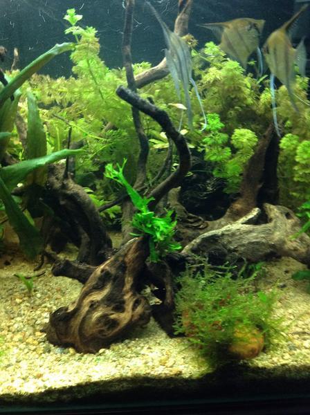 java fern.jpg