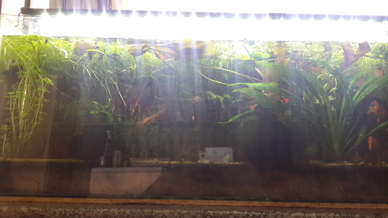 Jungle Tank.jpg