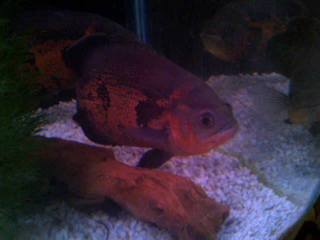 Koffiefontein-20140719-00090 (640x480).jpg