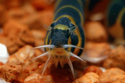 Kuhli Loach.jpeg