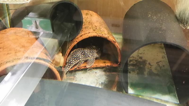 L014_Scobinancistrus_Aureatus.jpg