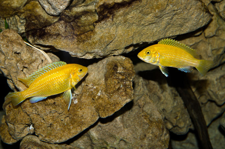 Labidochromis ceraelus-2.jpg