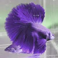 Lavender HMM.jpg