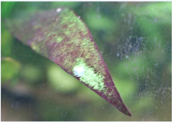 leaf 1.jpg