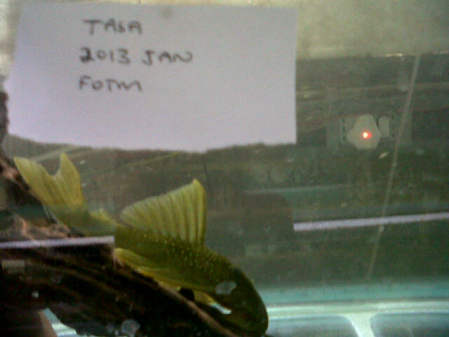 lemon green hi fin L200a.jpg