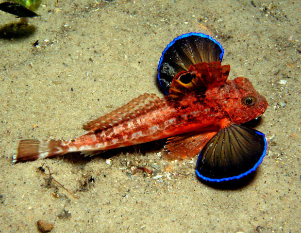 Lepidotrigla_pleuracanthica.jpg