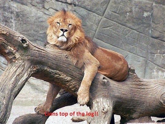 log.JPG