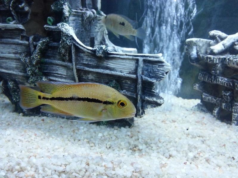 Macow cichlid.jpg