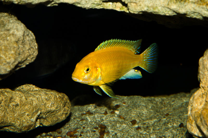 Malawi Cichlids-1.jpg