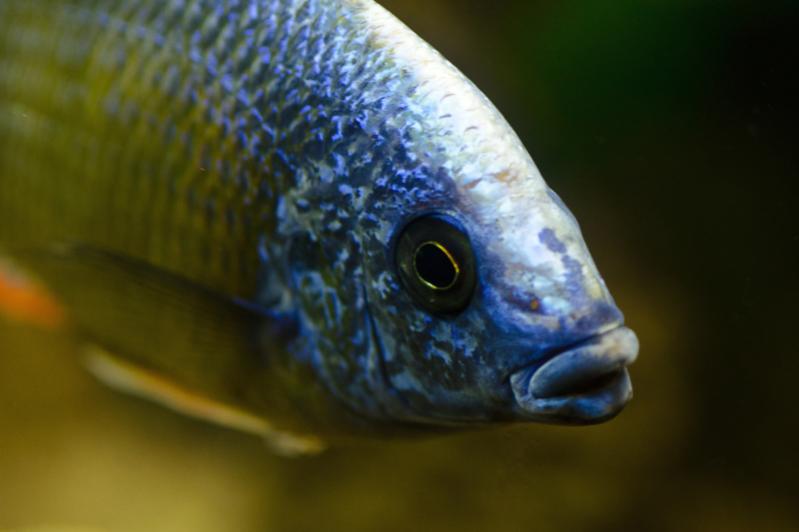 Malawi cichlids-3.jpg