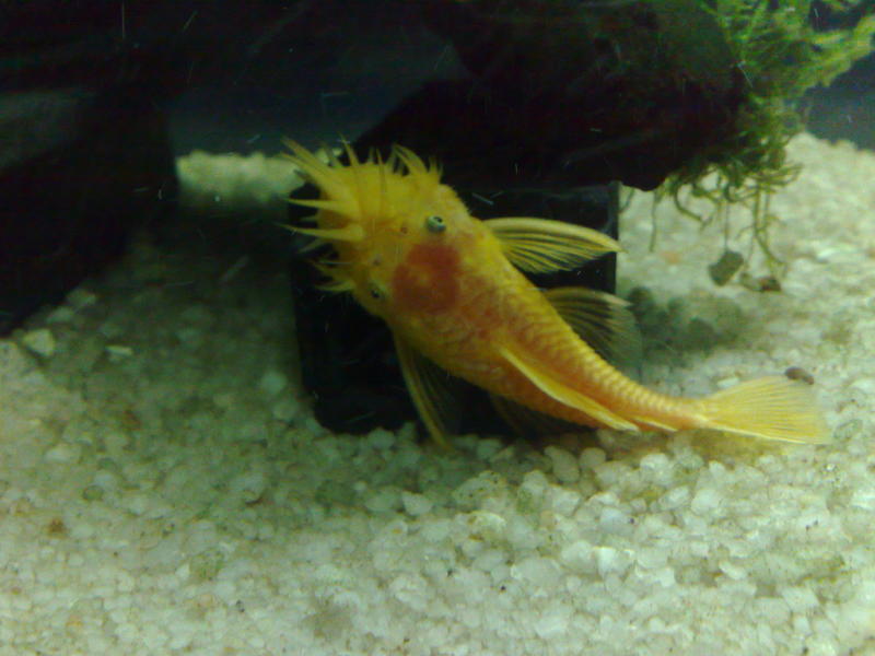 Male Ancistrus L144 .jpg