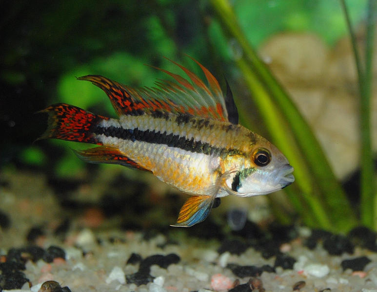 Male Apisto0001.jpg