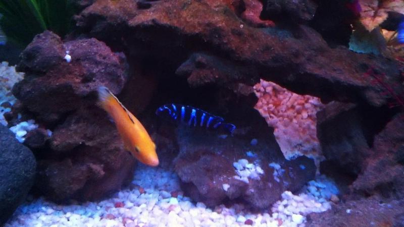 Mbuna tank3.jpg