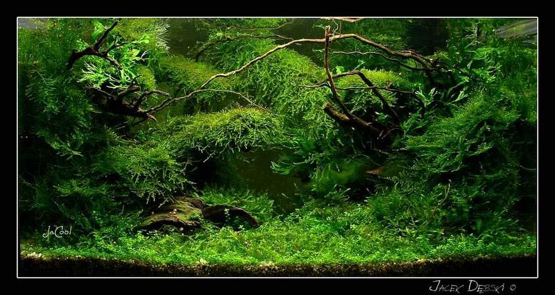 MossAquascape.jpg