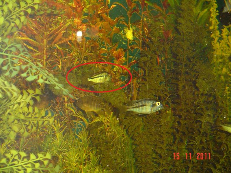 Mozambiq cichlids 007.jpg