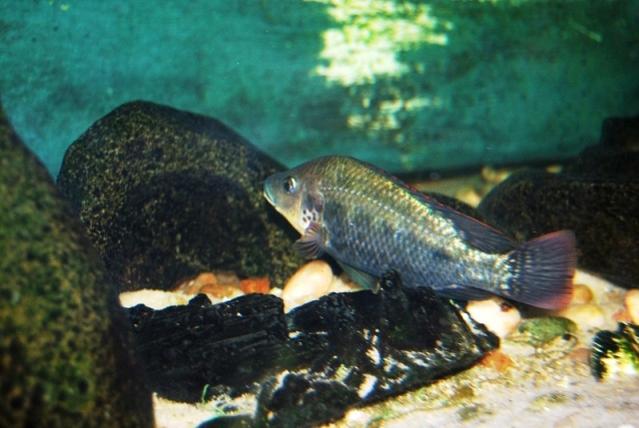 MOZAMBIQUE MOUTHBROODER 018.jpg