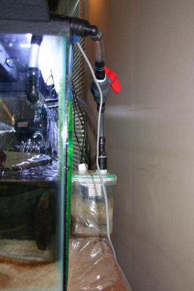 Mudskipper 19 Jan 2012 002.jpg