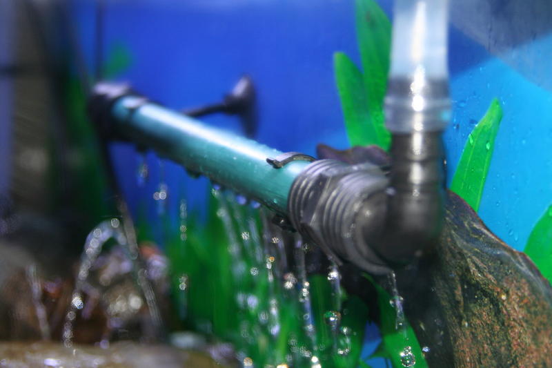 Mudskipper 19 Jan 2012 006.jpg