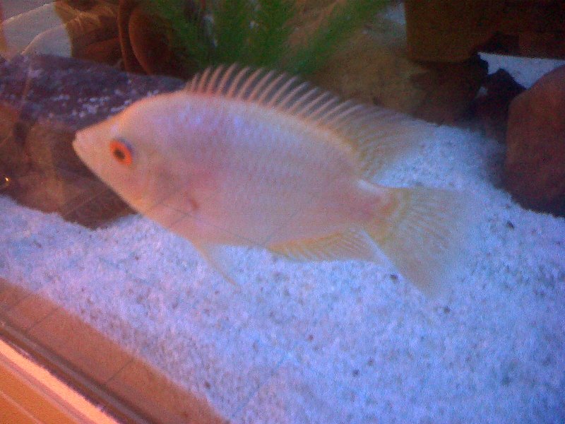 My 10inch Flowerhorn.jpg