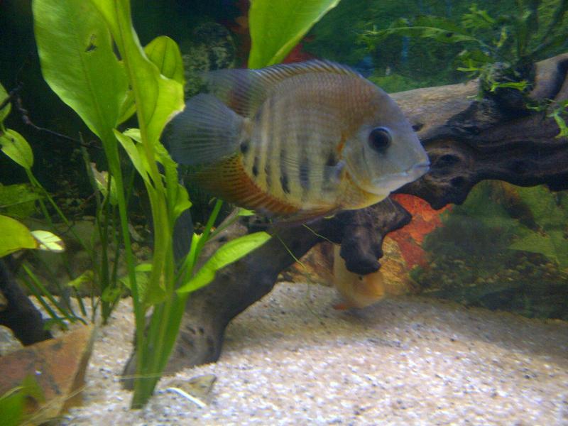 my tank 022.jpg
