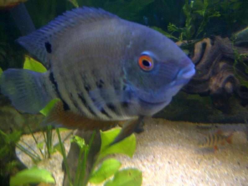 my tank 116.jpg