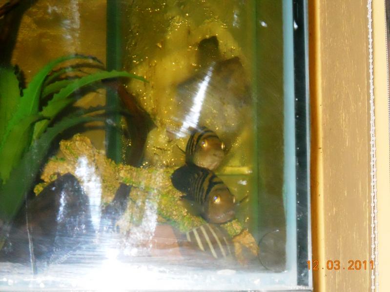 My Updated Pics of My Cichlid Tank 001.jpg