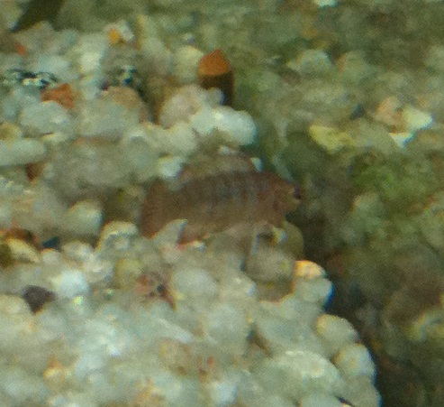 Mystery fish.jpg