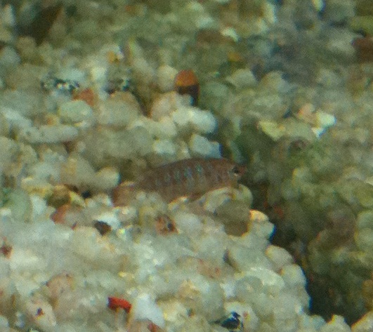 Mystery fish1.jpg