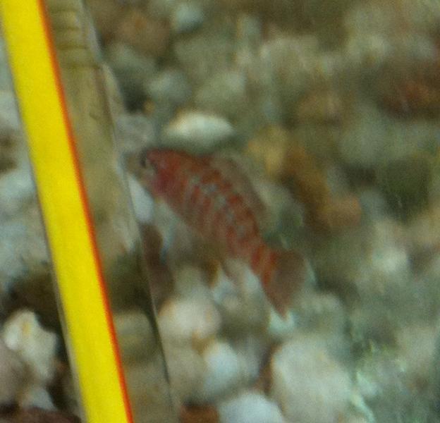 Mystery fish2.jpg