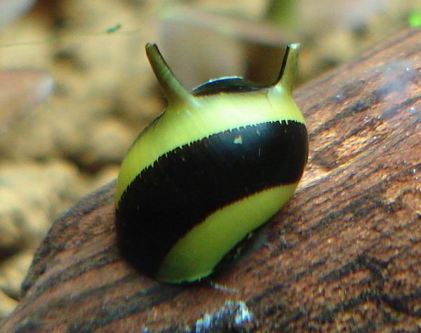 Neritina_Spiky_Snail.jpg