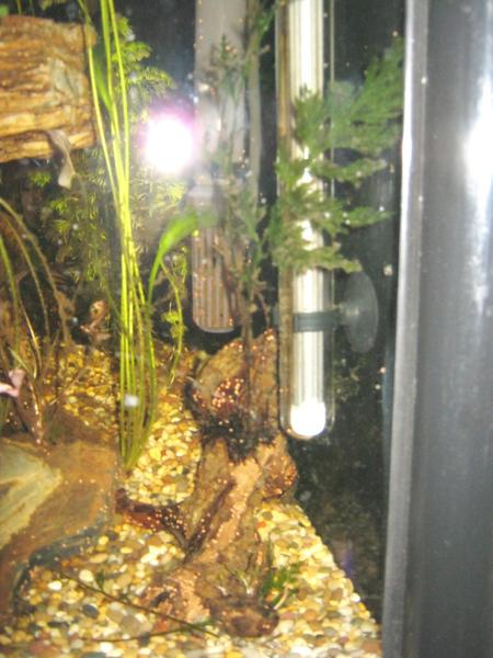 non aquatic fern 2.jpg