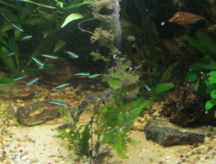 non aquatic fern.JPG