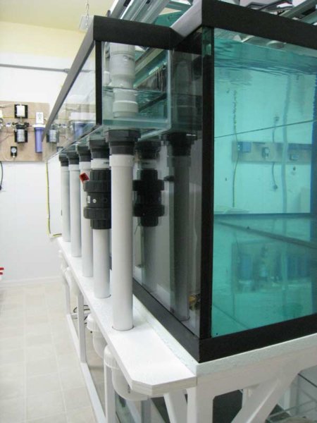 Overflow options | Tropical Aquariums SA