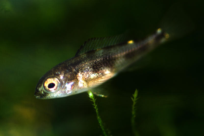 P Stevensi fry-1.jpg