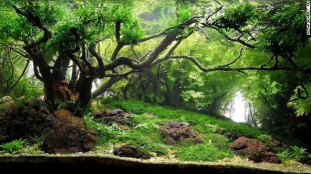 PA - Forest 1.jpg