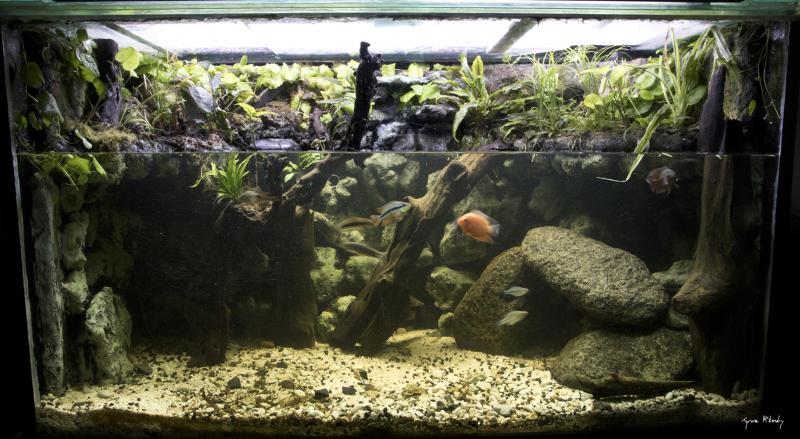 Paludarium Sep 2016 (small) sig.jpg