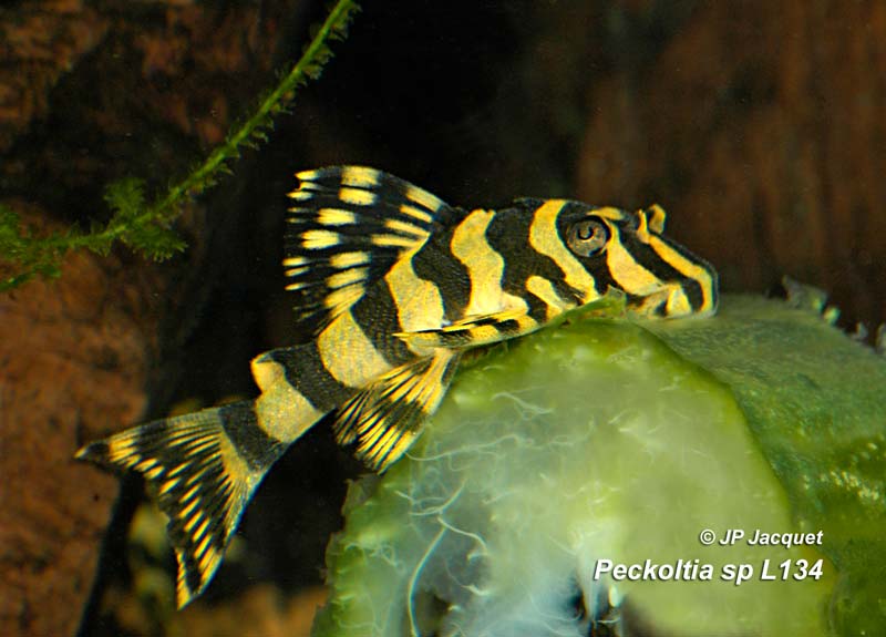 Peckoltia_sp_L134_08_800.jpg