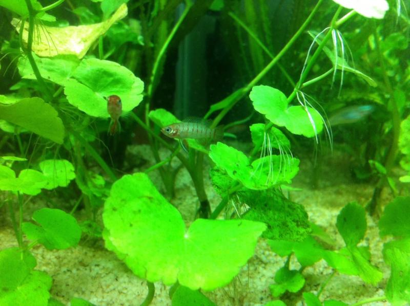 Pennywort and Badis.jpg