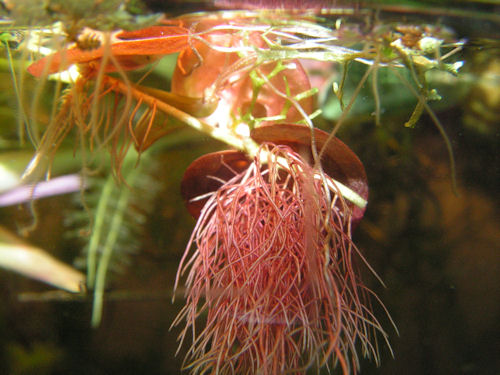 phyllanthus_fluitans7jan2012b2.jpg