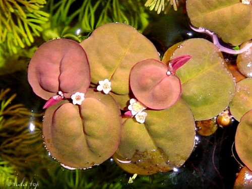 Phyllanthusbetter3.jpg