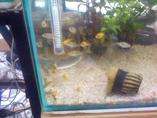 Pic_0923_001.jpg