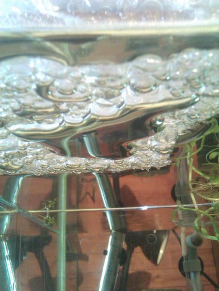 pics of fish 035.jpg
