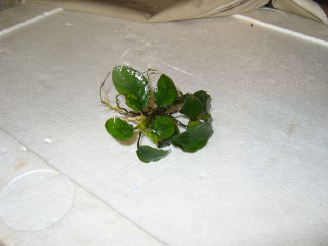 Plant ID.jpg