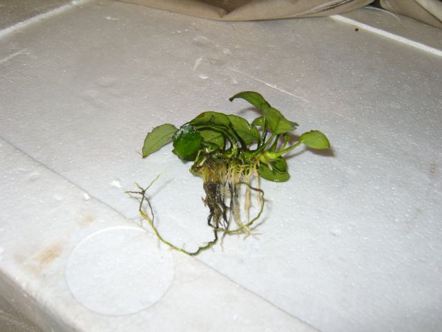 Plant ID2.jpg