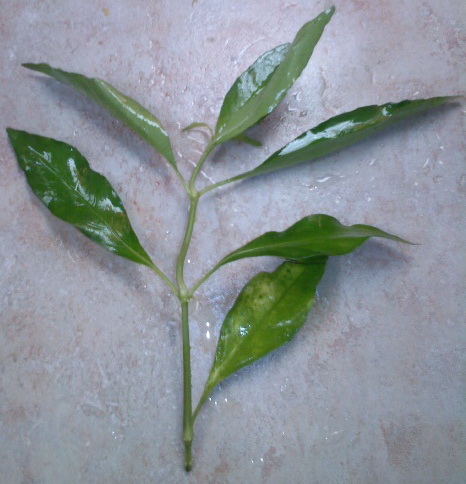 plant.jpg