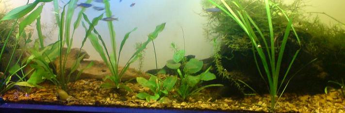 Planted1.JPG