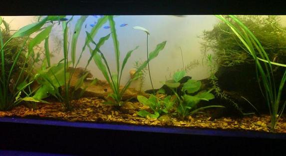 Planted5.JPG