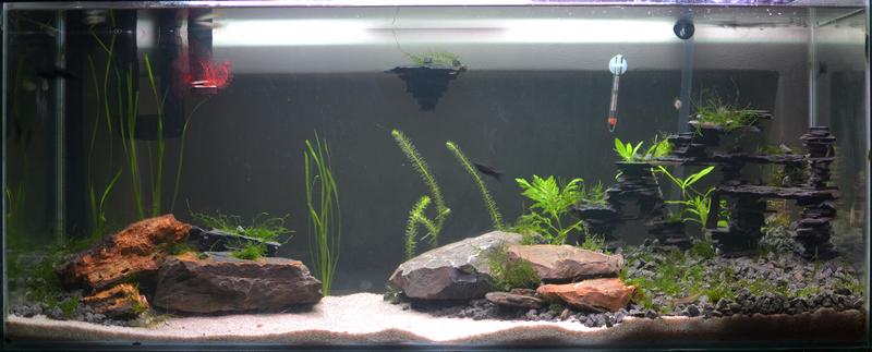 plants_21Jan2013.jpg